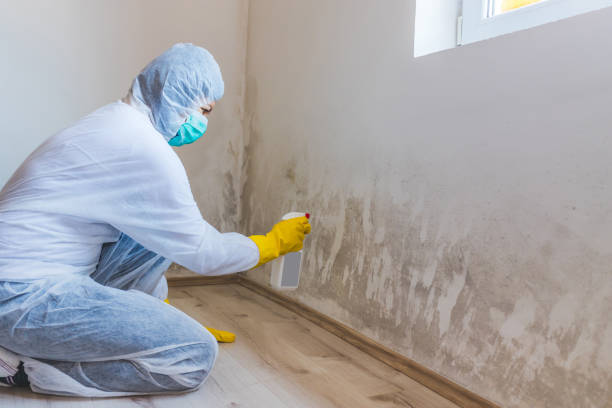 Licensed Commercial Mold Remediation service in Linden, MI - WQB Mold Removal