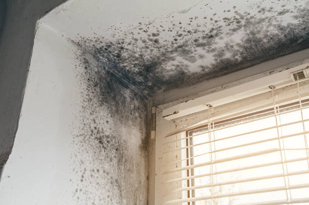 Affordable Commercial Mold Remediation solutions in Linden, MI